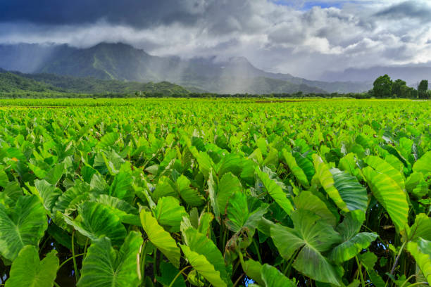 Island of Kauai in Hawaii Taro farming in the Hanalei Valley of Kauai taro leaf stock pictures, royalty-free photos & images