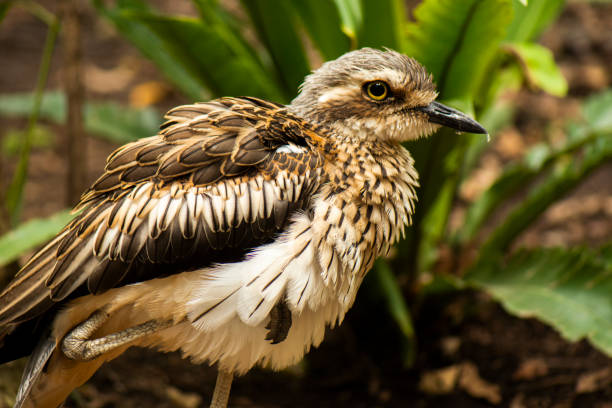 istock Close up of a Bush Stone-Curlew 1130845702