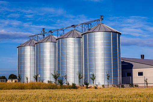 four silver silos in corn field under blue sky