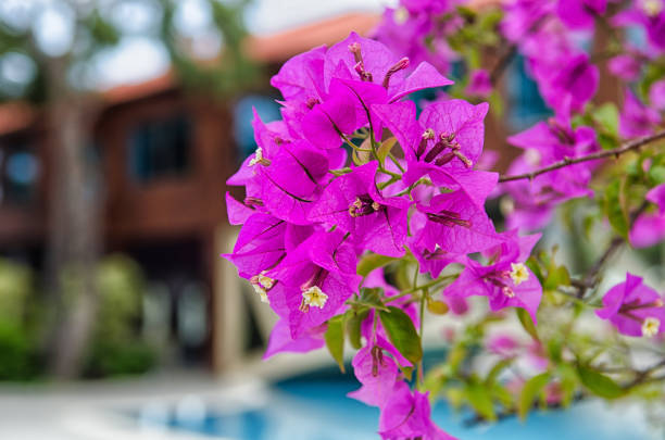 istock A bunch of blooming bougainvilleas. 1130853024