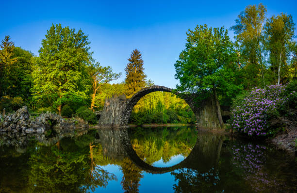 istock rhododendrons blooming in spring in the rhododendron park in Kromlau. also visible the devil's bridge 1130855375