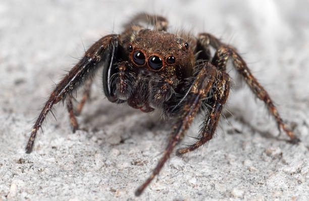 istock Macro Photo of Jumping Spider on White Floor 1130857691