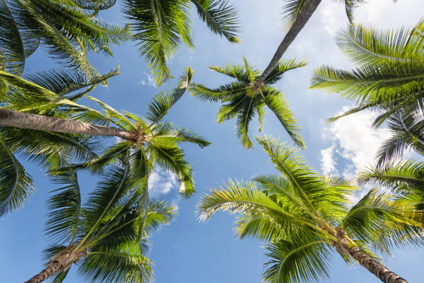 istock Palm tree and leaves viewed from the bottom to the sky 1130859035