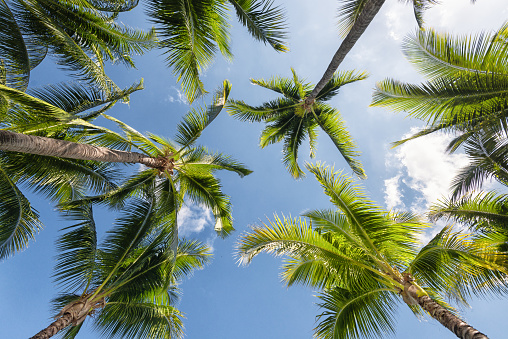 Tilt viewpoint from palm trees on a tropical island Mauritius growing into the sky