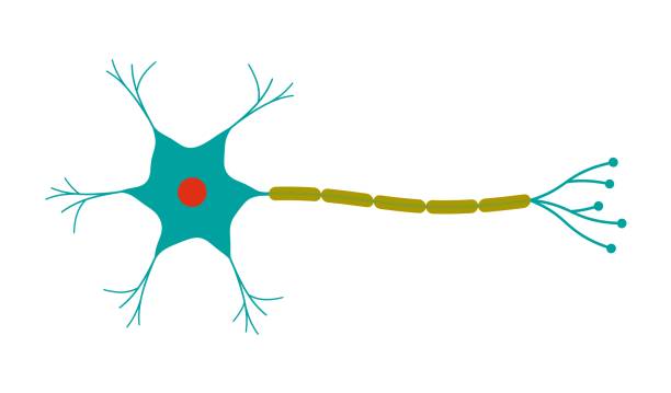 illustrazioni stock, clip art, cartoni animati e icone di tendenza di neurone - neurotransmission