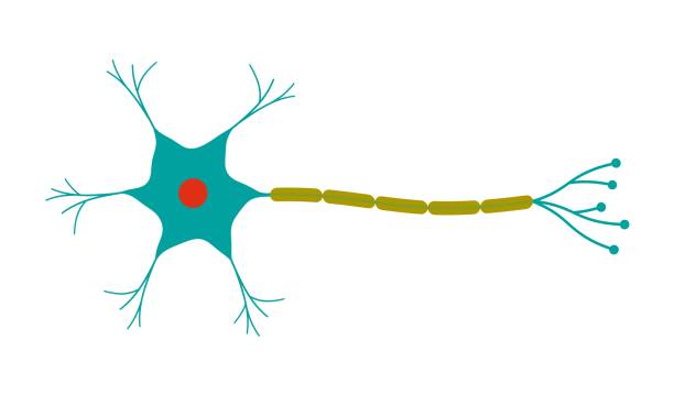 neuron - neurotransmission stock illustrations