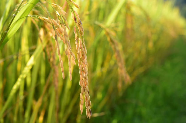 istock close up of ripening rice 1130861776
