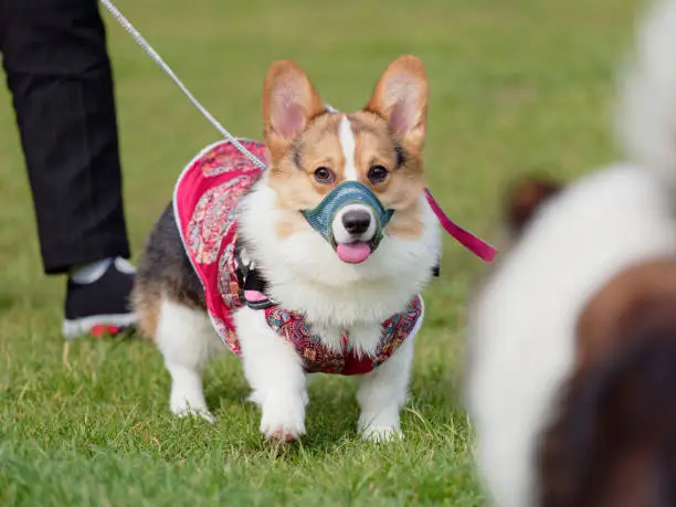 Portrait of a cute Pembroke Welsh Corgi in red clothes and muzzle walking towards a big dog.