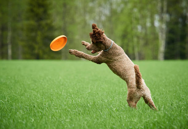 istock Brown standard poodle running and jumping 1130863533