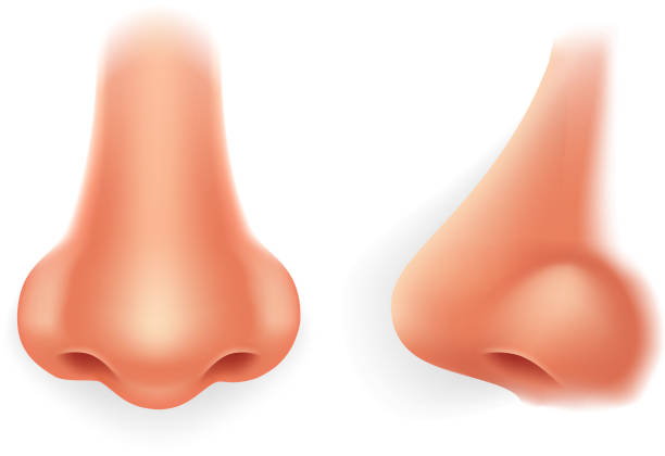 ilustraciones, imágenes clip art, dibujos animados e iconos de stock de perfil frontal humano nariz realista aislado 3d icono diseño vectorial ilustración - nariz