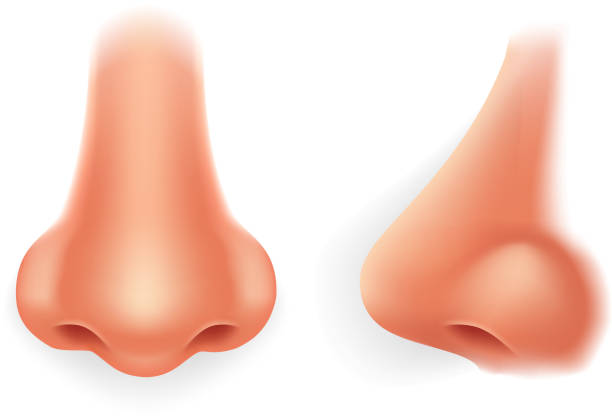 ilustrações, clipart, desenhos animados e ícones de nariz humano do perfil dianteiro ilustração isolada realística do ícone do projeto 3d - nose job illustrations