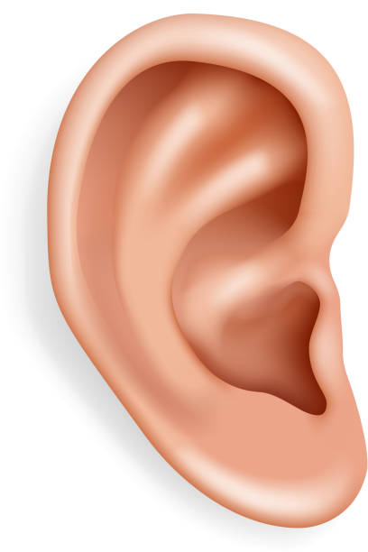 人間の耳の器官の聴覚のヘルスケアのクローズアップ現実的な3d 孤立したアイコンデザインベクト�ルイラスト - 耳点のイラスト素材／クリップアート素材／マンガ素材／アイコン素材