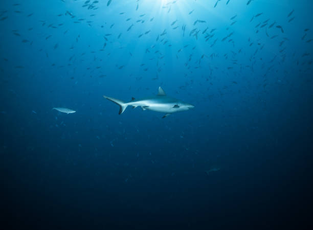 istock Reef shark, Maldives atols, Indian ocean 1130867120