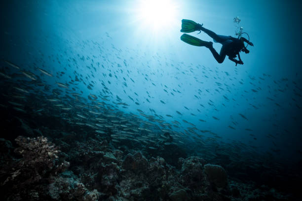 istock Young man scuba diver exploring coral reef 1130867132