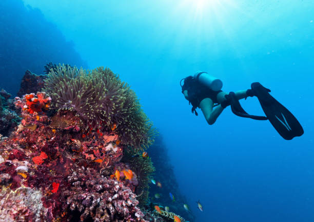 istock Young woman scuba diver exploring coral reef 1130867214