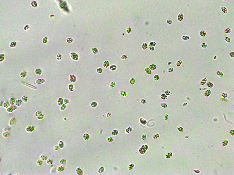 Algae, a unicellular organism