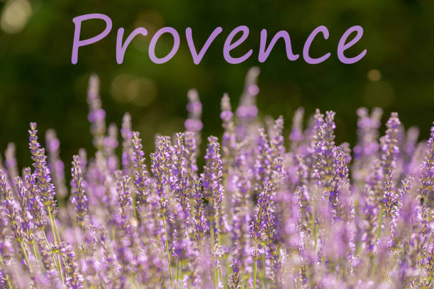 istock Lilac lavender in the French Provence 1130868671