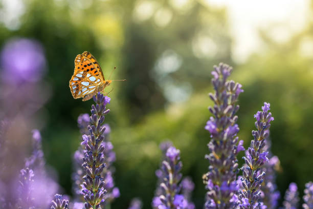 mały motyl z masy perłowej na letniej lawendy - fritillary butterfly butterfly insect lepidoptera zdjęcia i obrazy z banku zdjęć