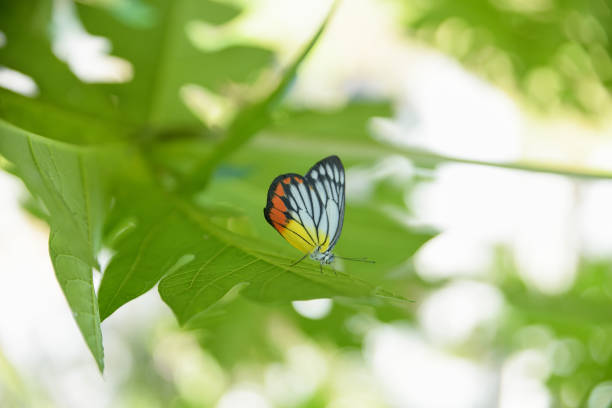 The Common Lime Butterfly sitting on the flower plants in its natural habitat with a nice soft blurry background.