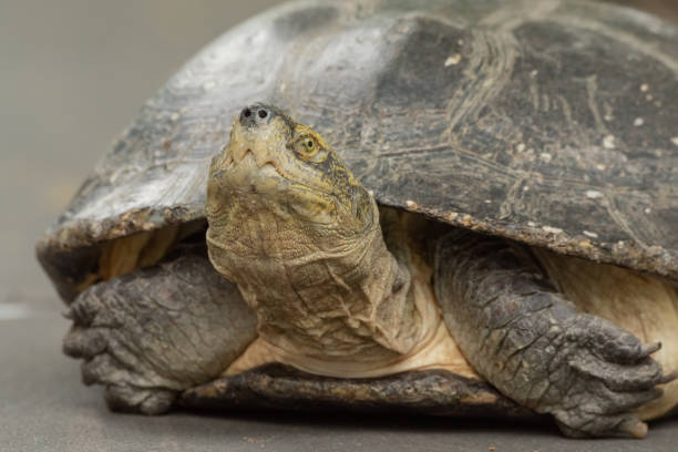 istock Close-up of turtle lying on grey path 1130869428