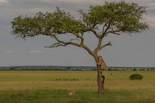 istock Lion climbing tree to escape from biting flies 1130871971
