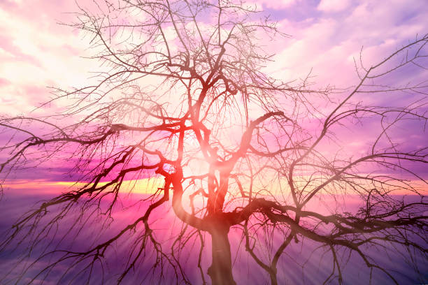 istock Silhouettes of trees isolated in white background 1130872546
