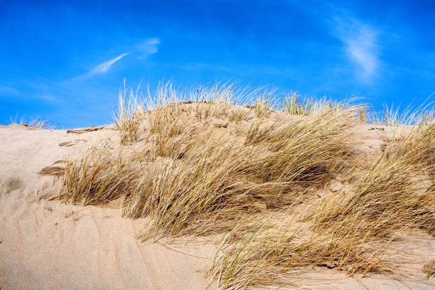 Dunes and beach by the sea near Noordwijk, Netherlands Zon, duinen, zee en strand in Noordwijk aan Zee, The Netherlands geërodeerd stock pictures, royalty-free photos & images