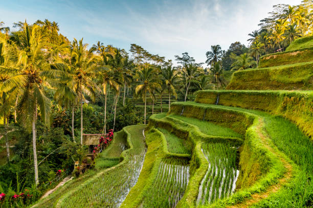 istock Tegalalang Rice Terrace in Bali 1130873693