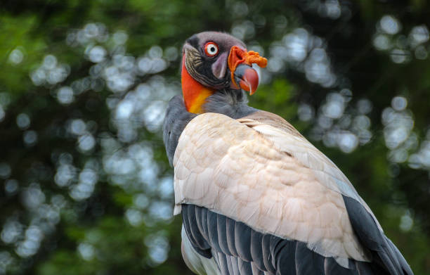 Sarcoramphus pope