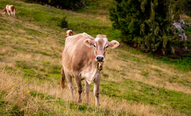 istock brown cow with cowbell on bavarian alpine field 1130874251