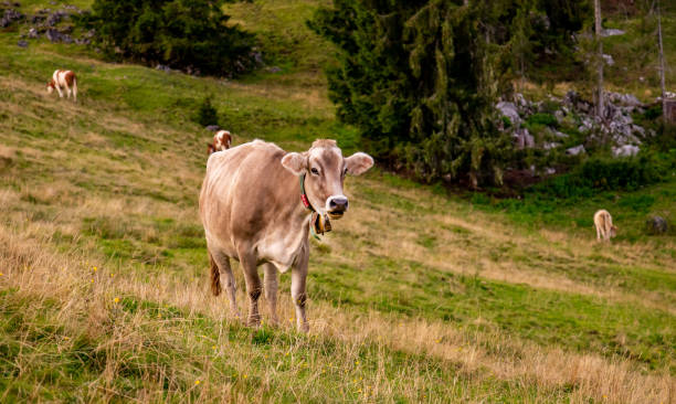 istock brown cow with cowbell on bavarian alpine field 1130874265