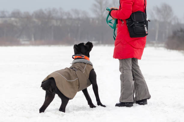 istock Cane Corso. Young dog plays with its owner. Dog executes commands. 1130875207