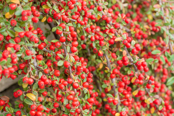 istock Red fruits of cotoneaster 1130875445