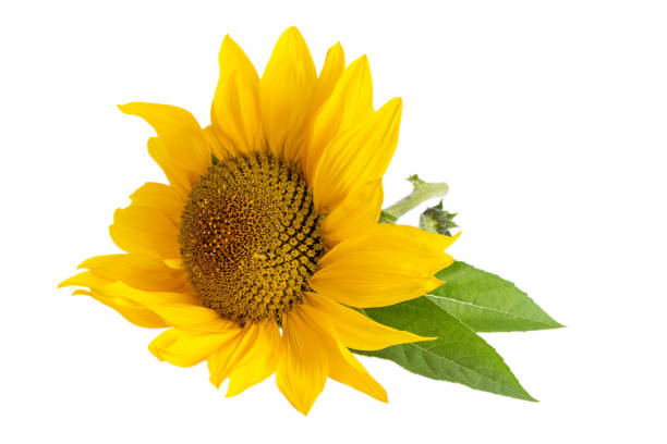 istock Yellow Sunflower Isolated On White  Background 1130875613