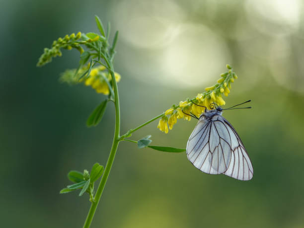 su un fiore di campo giallo - black veined white butterfly foto e immagini stock