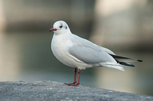 istock seagull standing on stone wall in border rhine 1130876825