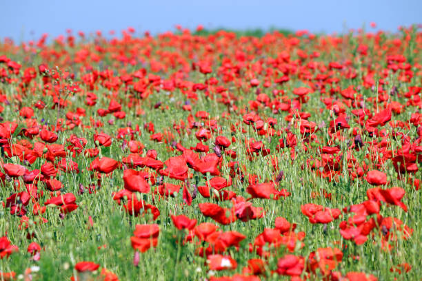 istock Poppies flowers meadow in spring landscape 1130878860