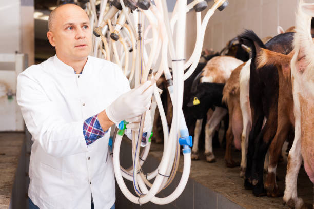 istock Owner of goat farm preparing for machine milking 1130880621
