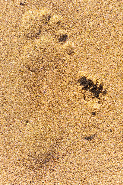 istock Family footprints in the sand on the beach 1130881012