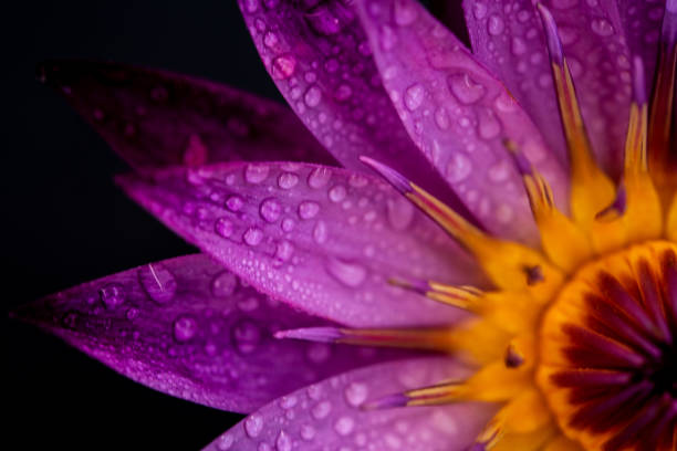 lírio de água - pond water lily water drop - fotografias e filmes do acervo