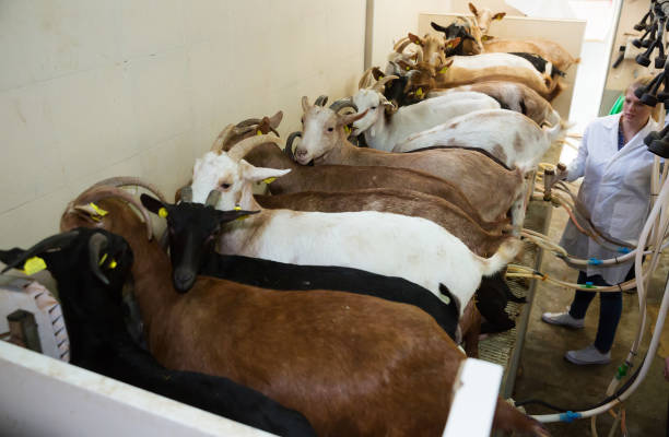 Farmer woman milking a goats with an automatic milk machine