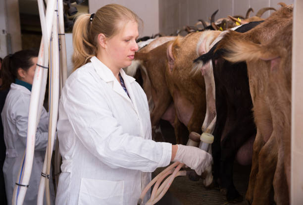 istock Two women milking goats 1130883054