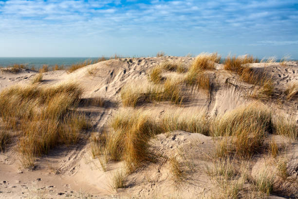 Dunes and beach by the sea near Noordwijk, Netherlands Zon, duinen, zee en strand in Noordwijk aan Zee, The Netherlands geërodeerd stock pictures, royalty-free photos & images