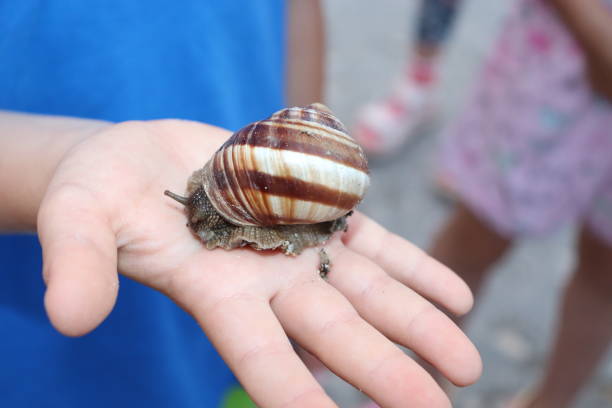 Large snail in kid's hands and alone