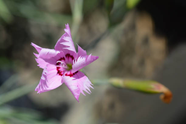 istock Clove pink Sweetness 1130883407