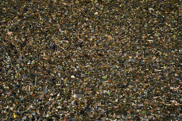 istock Guayusa Tea Leaves 1130884413
