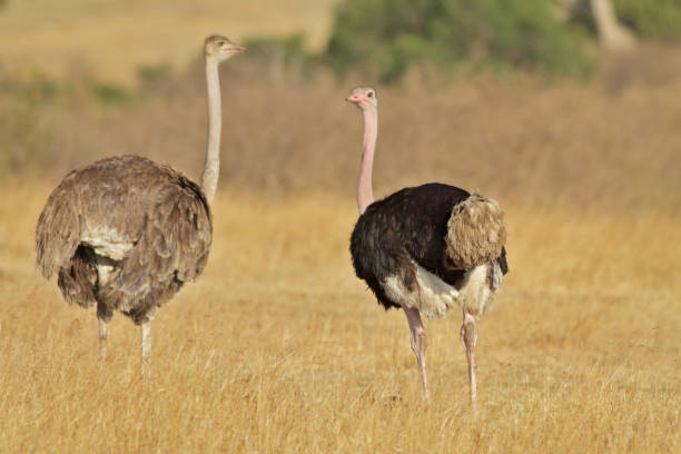 istock Male and female Ostrich 1130884499