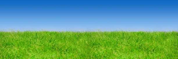 erba verde su cielo cristallino blu, tema natura primaverile, panorama - clear sky panoramic grass scenics foto e immagini stock