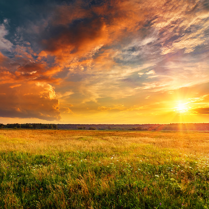 Sunset landscape with a plain wild grass field and a forest on background.