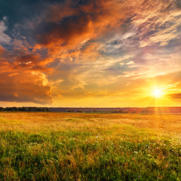 zachód słońca krajobraz ze równiny i lasu - agriculture blue field grass zdjęcia i obrazy z banku zdjęć